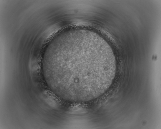 X0000095110824200712301734