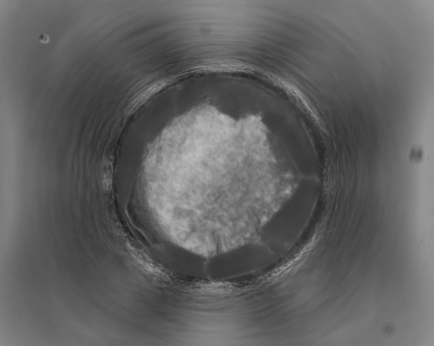 X0000095110833200712301734