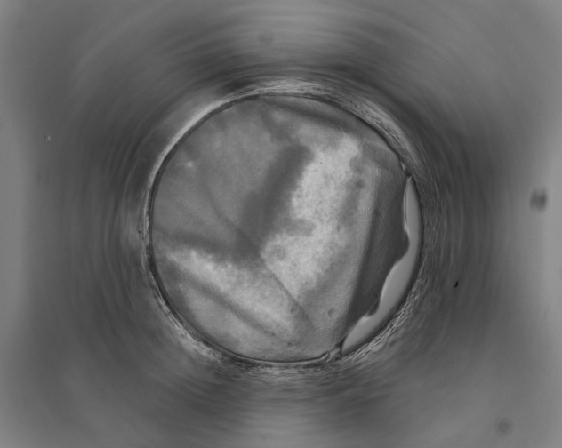 X0000095110852200712301734