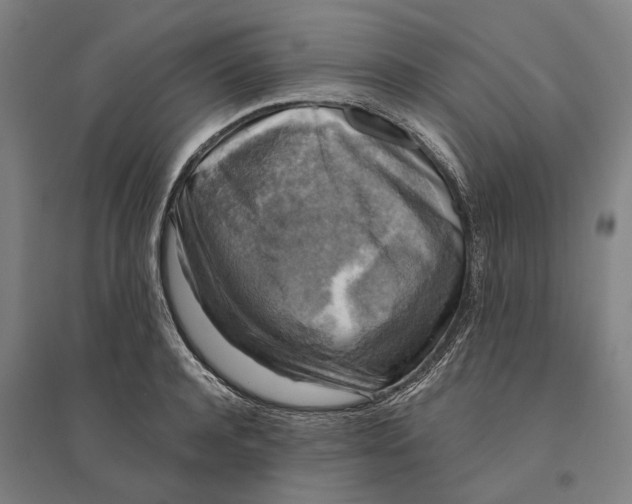 X0000095110944200712301733