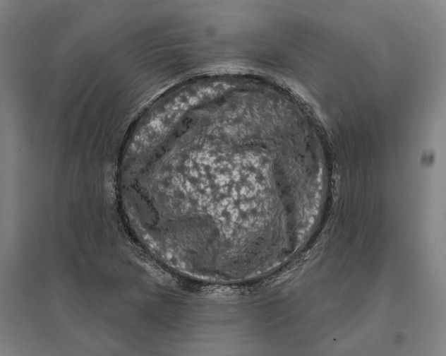 X0000095111217200712301728