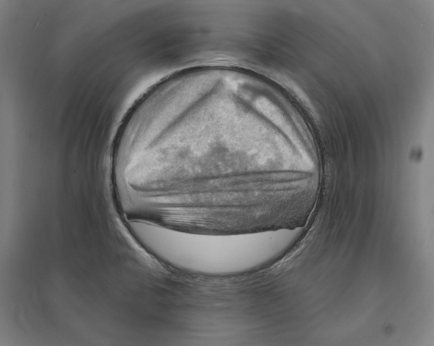 X0000095111424200712301725