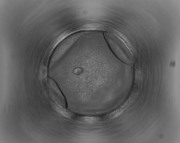 X0000095111465200712301725