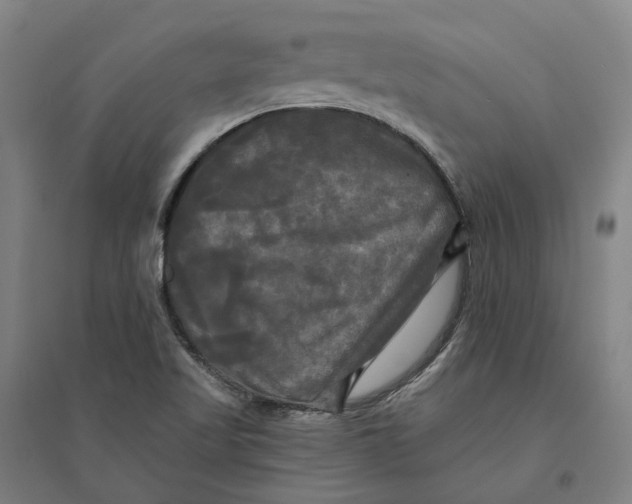 X0000095111509200712301724