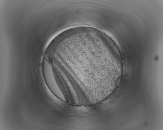 X0000095111524200712301724