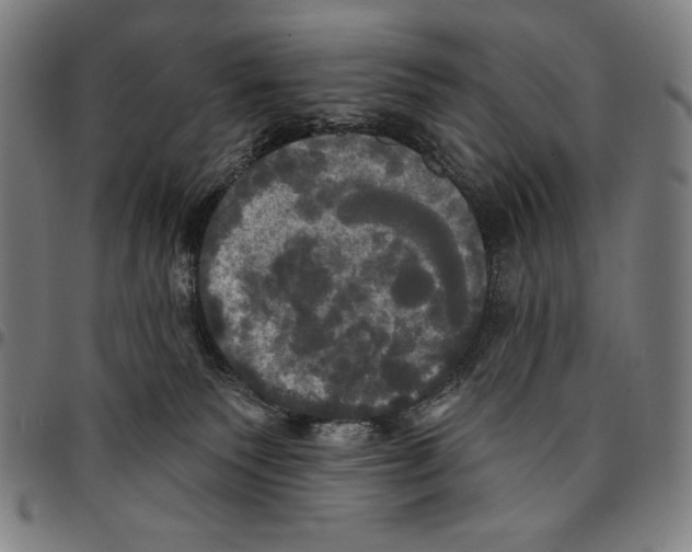 X0000095110135200801041209