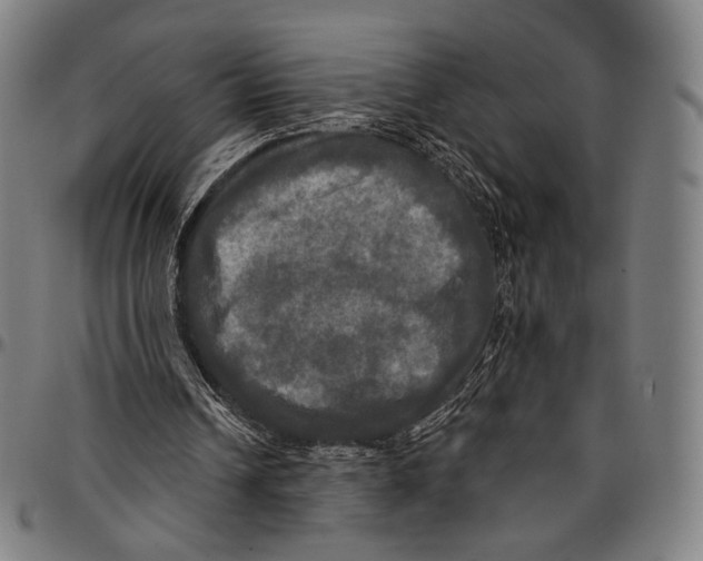 X0000095110242200801041207