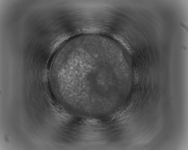 X0000095110583200801041202