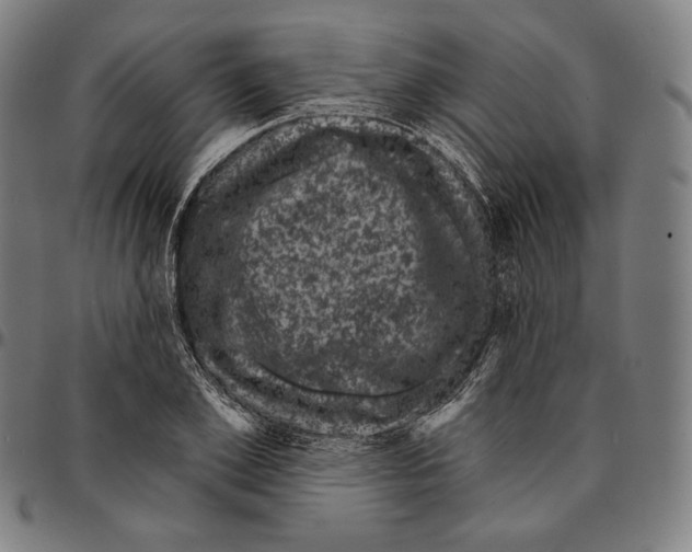X0000095110981200801041156