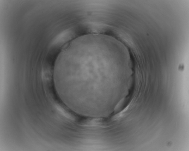 X0000095120078200712071250