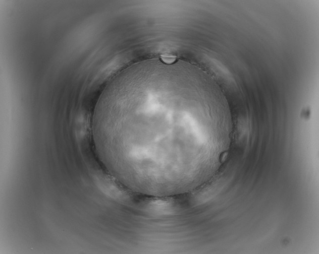 X0000095120236200712071247