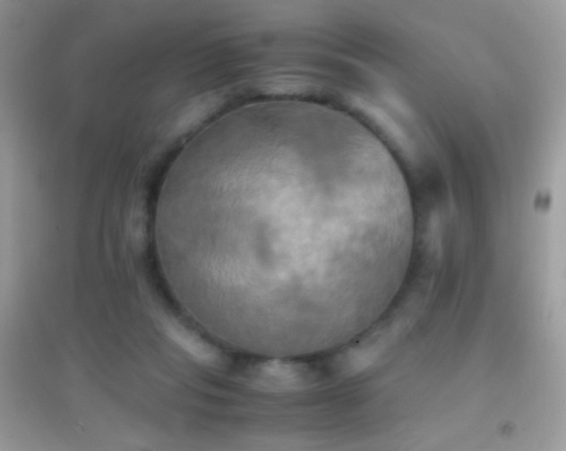 X0000095120261200712071246
