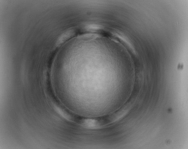 X0000095120265200712071246