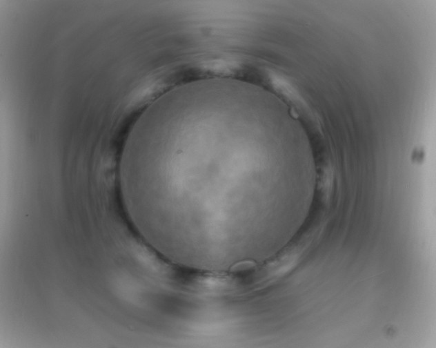 X0000095120466200712071244