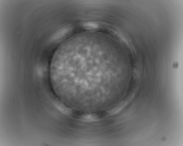 X0000095120561200712071242