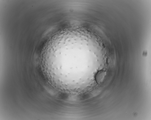 X0000095120705200712071240