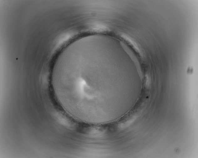 X0000095120736200712071239