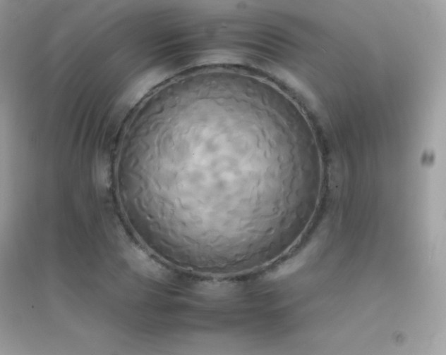 X0000095120929200712071236