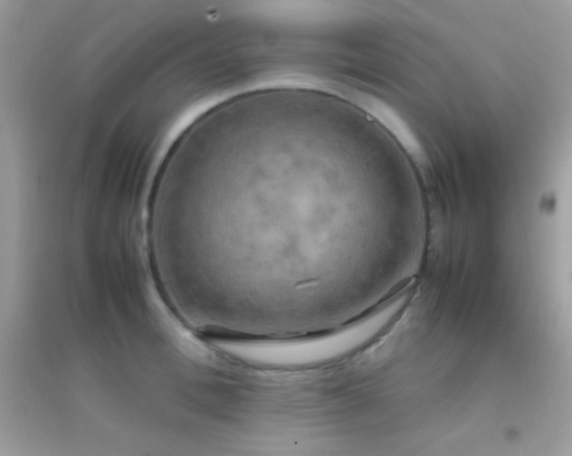 X0000095120996200712071236