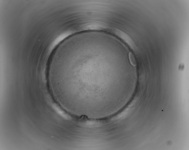 X0000095121026200712071235