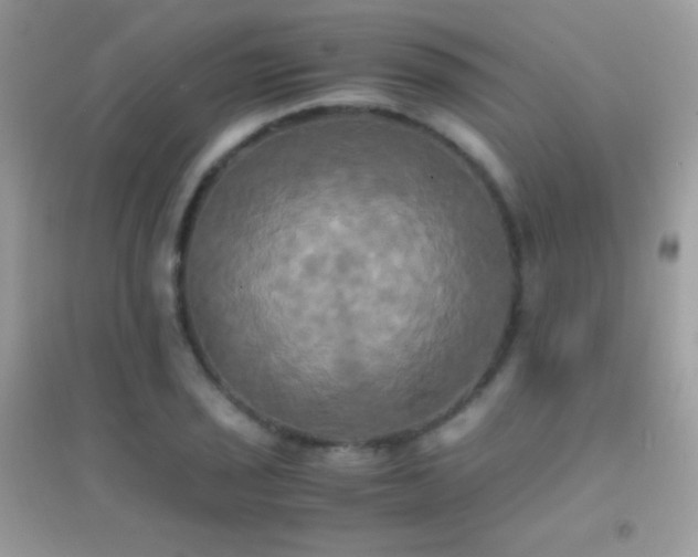X0000095121029200712071235