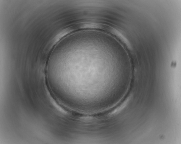 X0000095121033200712071235