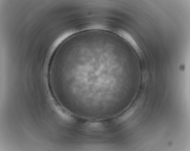 X0000095121043200712071235