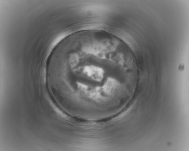 X0000095121079200712071234