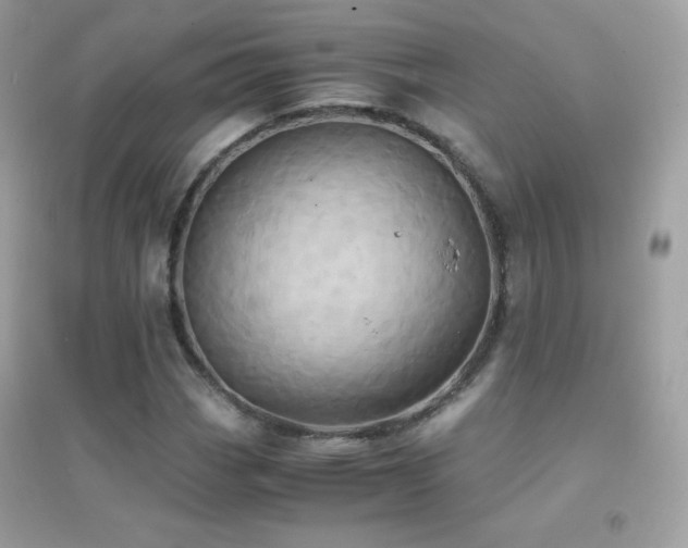 X0000095121113200712071234