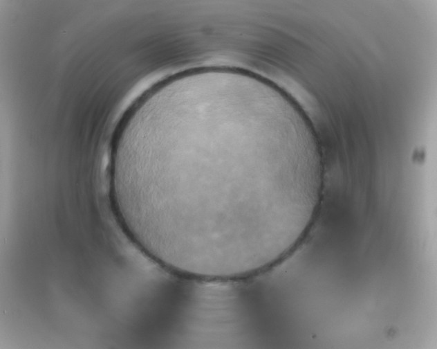 X0000095121126200712071234