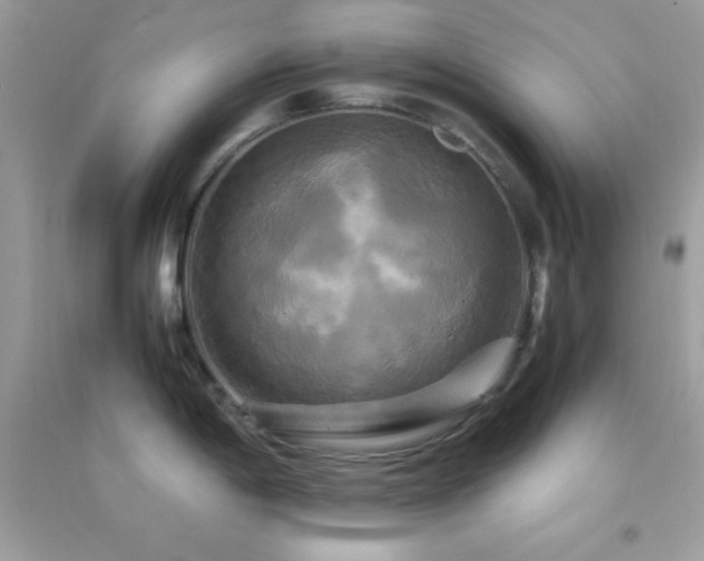 X0000095121198200712071233