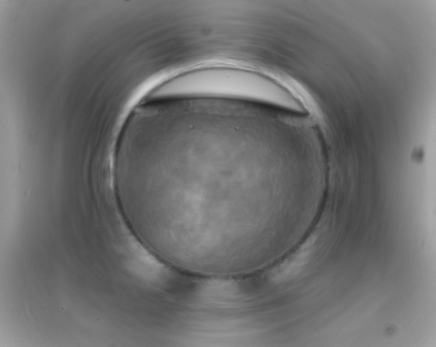 X0000095121238200712071233