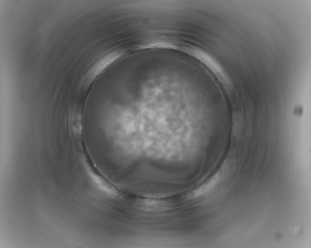 X0000095121241200712071233