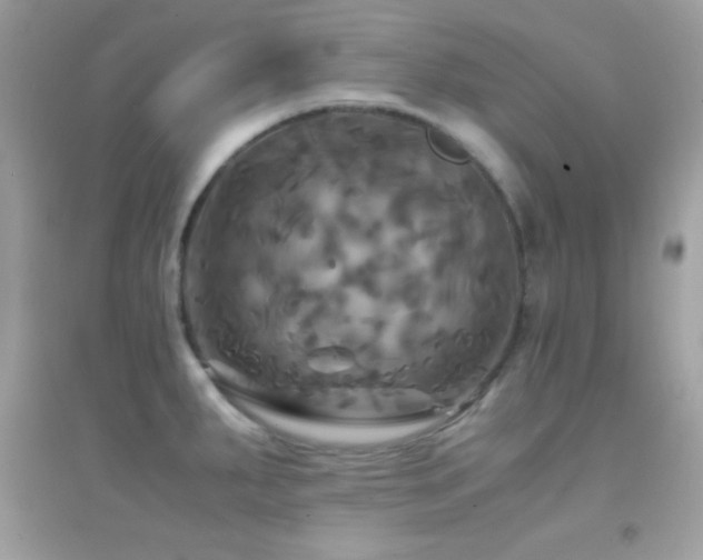 X0000095121287200712071232