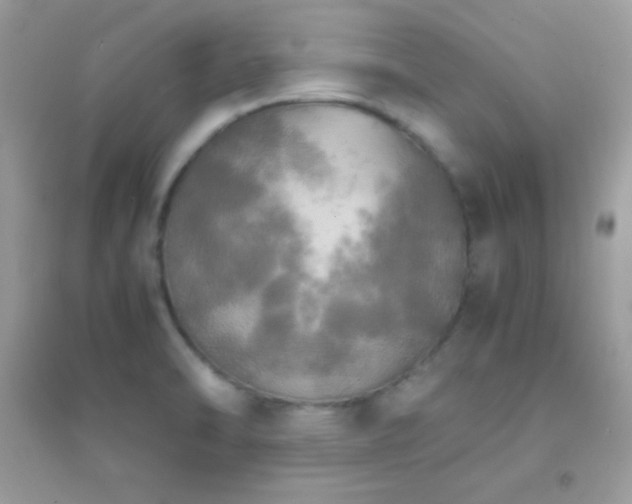 X0000095121470200712071229