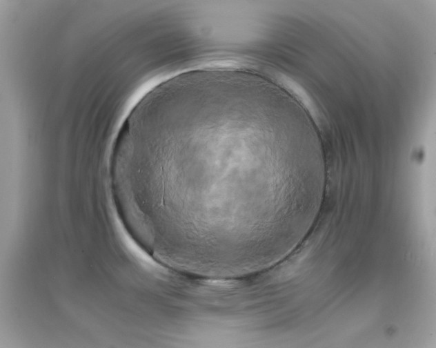 X0000095121483200712071229