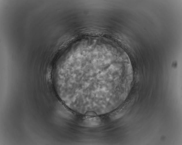 X0000095120185200712301809