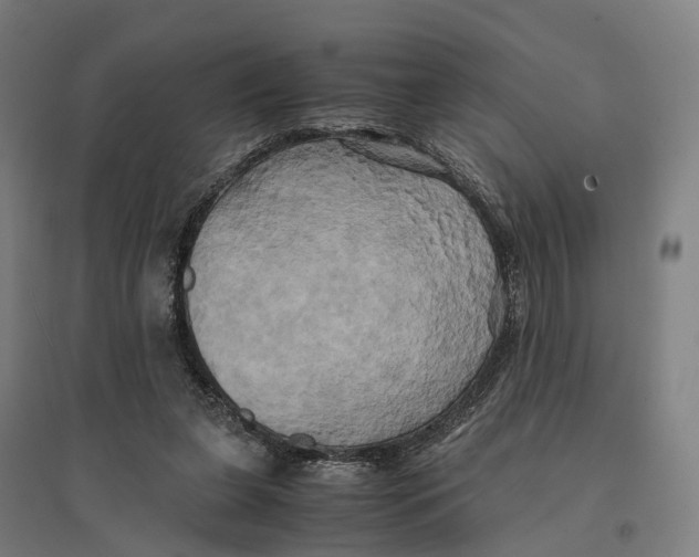 X0000095120255200712301807