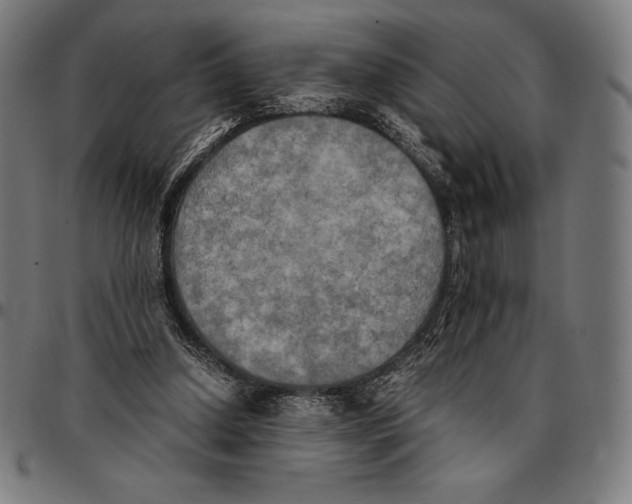 X0000095120250200801041229