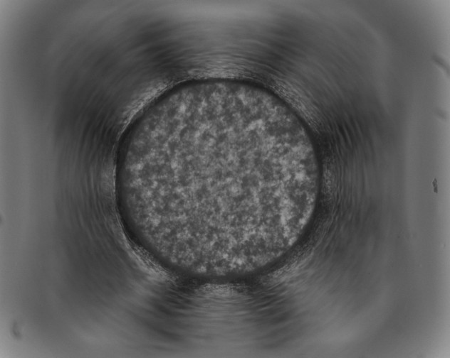 X0000095120534200801041225