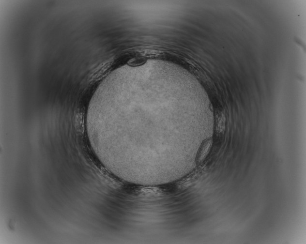 X0000095120666200801041224