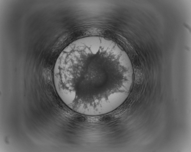 X0000095120701200801041223