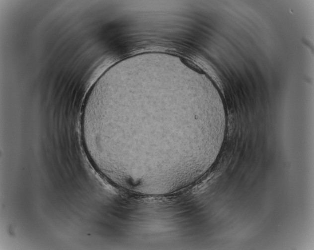 X0000095120906200801041220