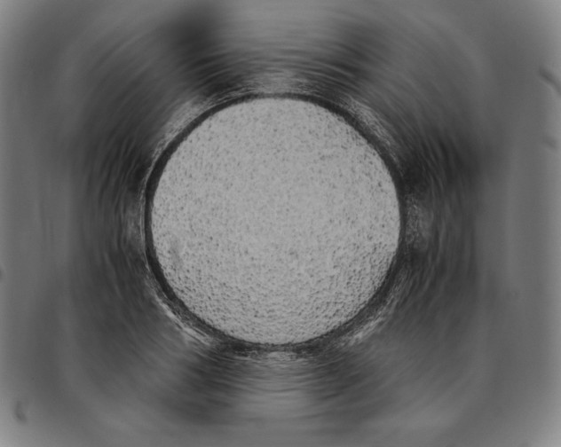 X0000095120986200801041219