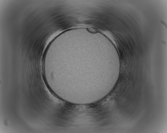 X0000095121003200801041219