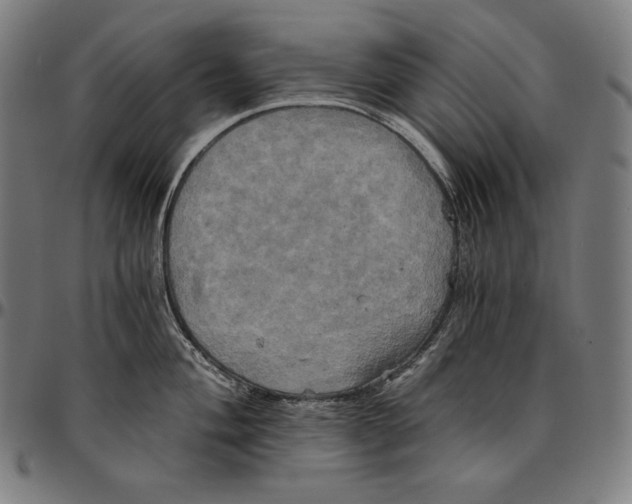 X0000095121004200801041219