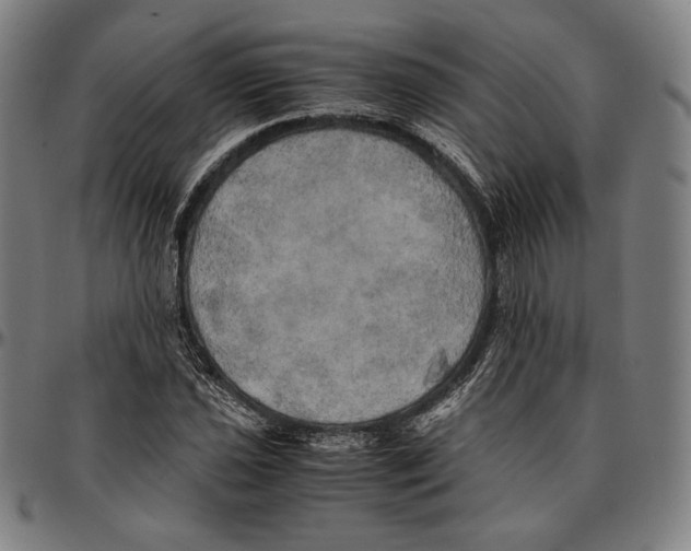 X0000095121021200801041218