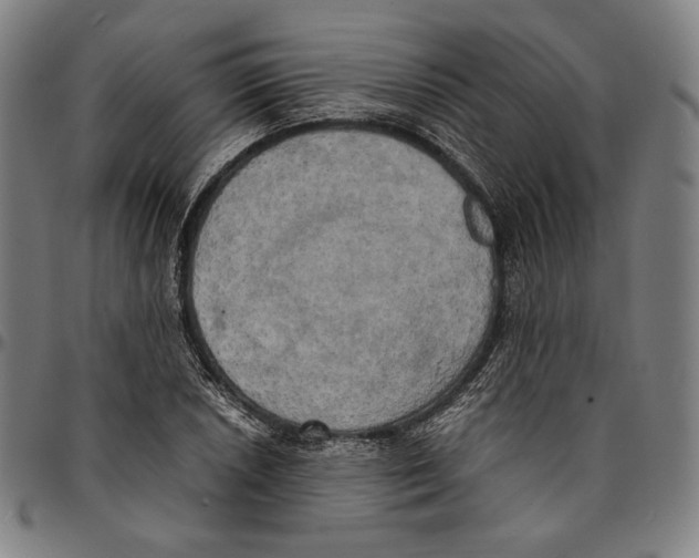 X0000095121026200801041218