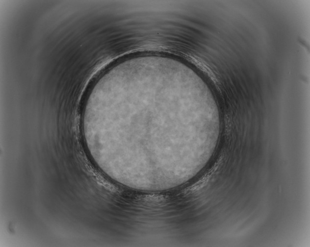 X0000095121029200801041219