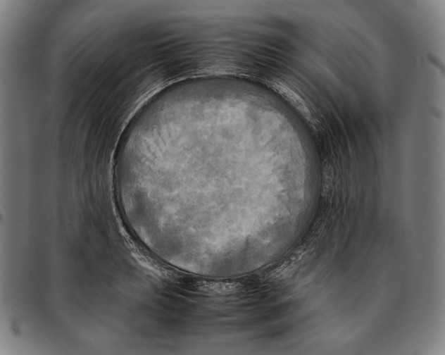 X0000095121039200801041219